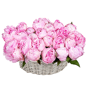 Basket of 25 delicate peonies with delivery Novosibirsk