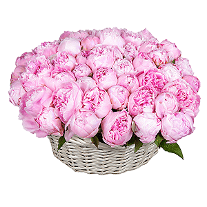 Basket of 51 delicate peonies with delivery Novosibirsk
