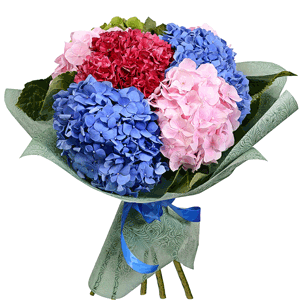 Bouquet of colorful hydrangeas with delivery Novosibirsk