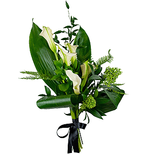 Каллы - 9, Скиммия, Амбрелла, Аспидистра, Рускус итальянский, Рускус, Лента