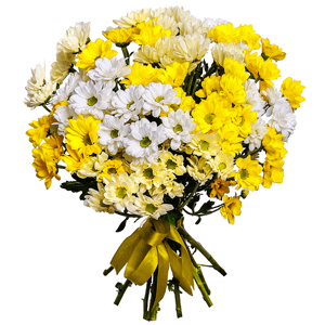 13 Daisy Poms with delivery Novosibirsk