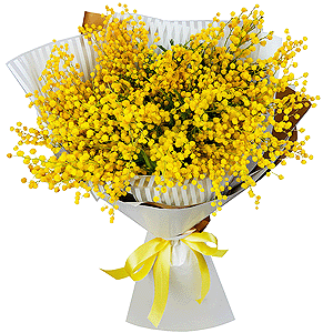 Bouquet of mimosa with delivery Novosibirsk