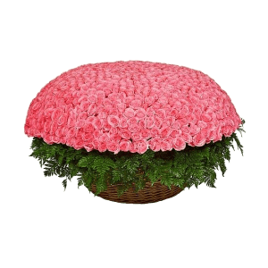 1001 Pink roses with delivery Novosibirsk