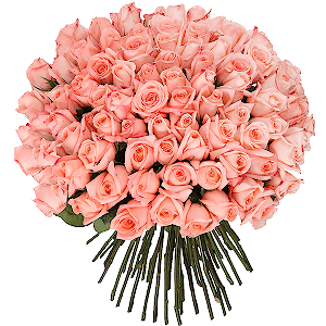 101 Pink roses with delivery Novosibirsk