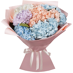7 hydrangeas with delivery Novosibirsk